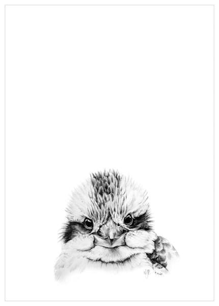Kookaburra Pencil Drawing