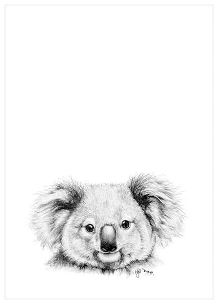 Koala Pencil Drawing Fine Art Prints and Sketches | Australian Wildlife by Natalie Jane Parker