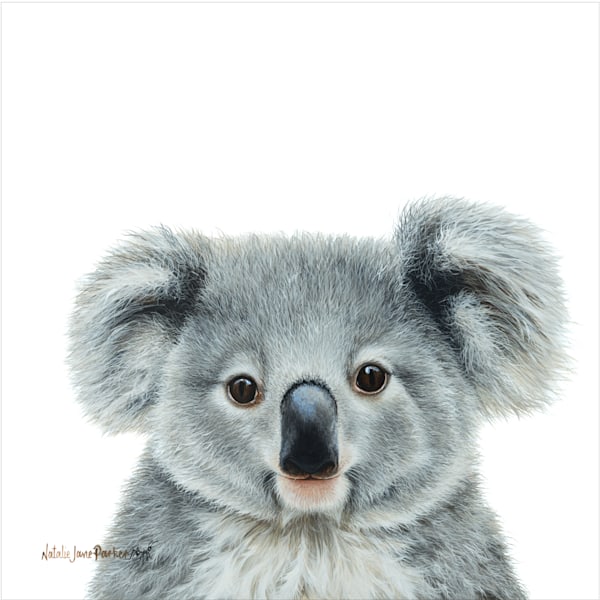Koala - Australian Wildlife Portrait