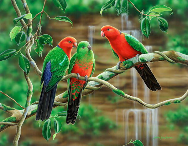 Australian King-Parrots (Alisterus scapularis) Australian Wildlife Art by Natalie Jane Parker