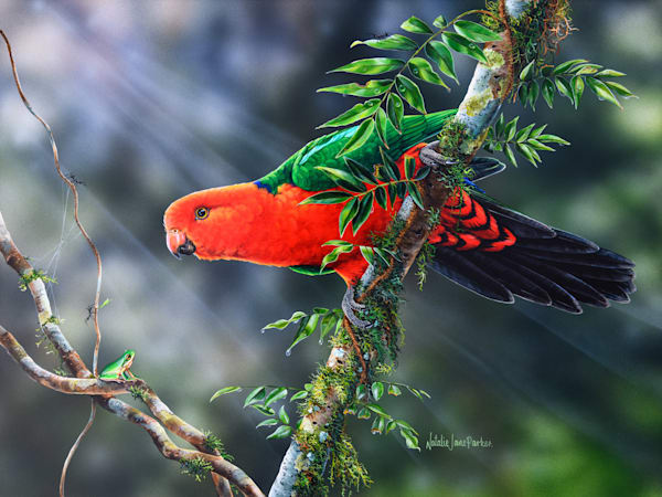 Male Australian King-Parrots (Alisterus scapularis) with an Eastern Dwarf Tree Frog (Litoria fallax) Australian Wildlife Art by Natalie Jane Parker