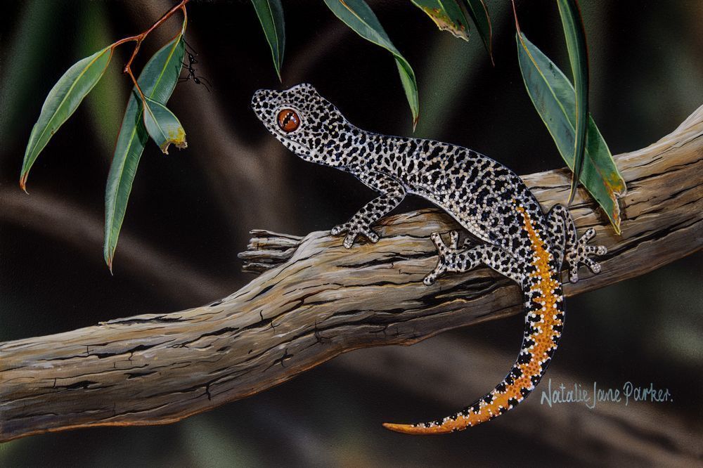 Hello Gecko - Golden Tailed Gecko Art Print | Australian Reptile Art