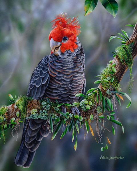 Happy Fellow: A Portrait of the Endangered Gang-gang Cockatoo