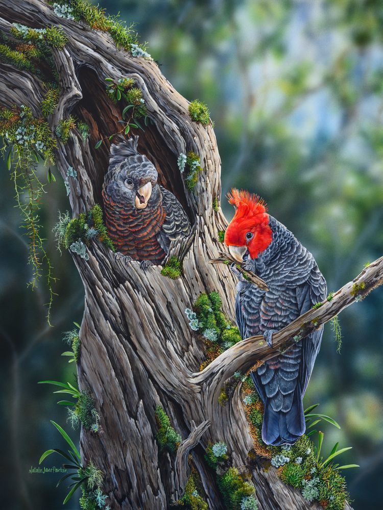 Gang-Gang Cockatoo Fine Art Print | "Happy Home Makers" by Natalie Jane Parker