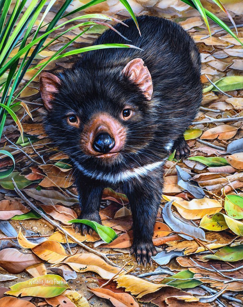 Tasmanian Devil (Sarcophilus harrisii) Australian Wildlife Art by Natalie Jane Parker