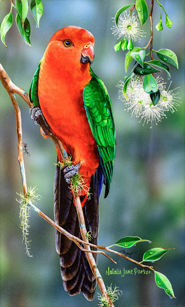 Male Australian King-Parrot (Alisterus scapularis) Australian Wildlife Art by Natalie Jane Parker