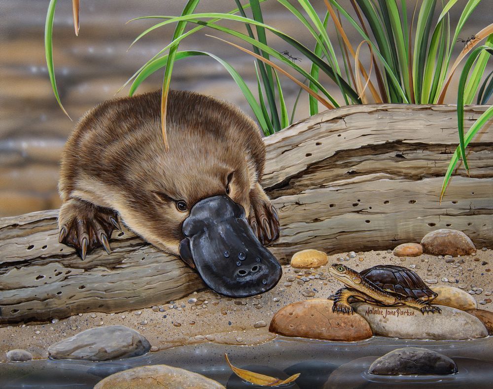 Platypus (Ornithorhynchus anatinus) and Eastern Snake-necked Turtle (Chelodina longicollis) Australian Wildlife Art by Natalie Jane Parker