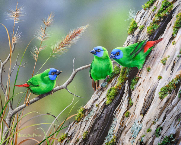 Blue-faced Parrot-Finch (Erythrura trichroa) Australian Wildlife Art by Natalie Jane Parker