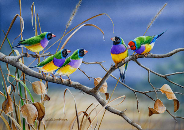 Gouldian Finches (Erythrura gouldiae) Australian Wildlife Art by Natalie Jane Parker
