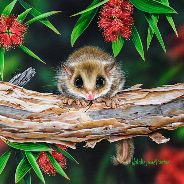 Feathertail Glider (Acrobates pygmaeus) Australian Wildlife Art by Natalie Jane Parker