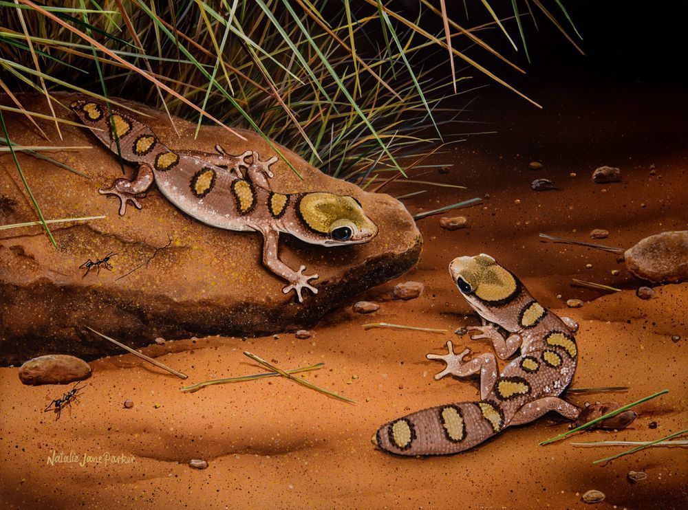 Helmeted Gecko's (Diplodactylus galeatus) Australian Wildlife Art by Natalie Jane Parker