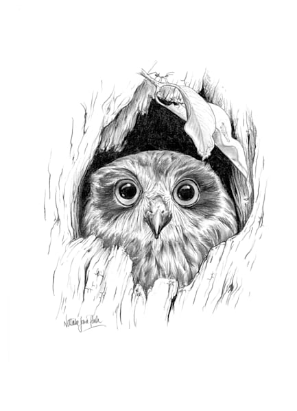 Southern Boobook Owl (Ninox boobook) in tree hollow Graphite Pencil Drawing Australian Wildlife Art by Natalie Jane Parker