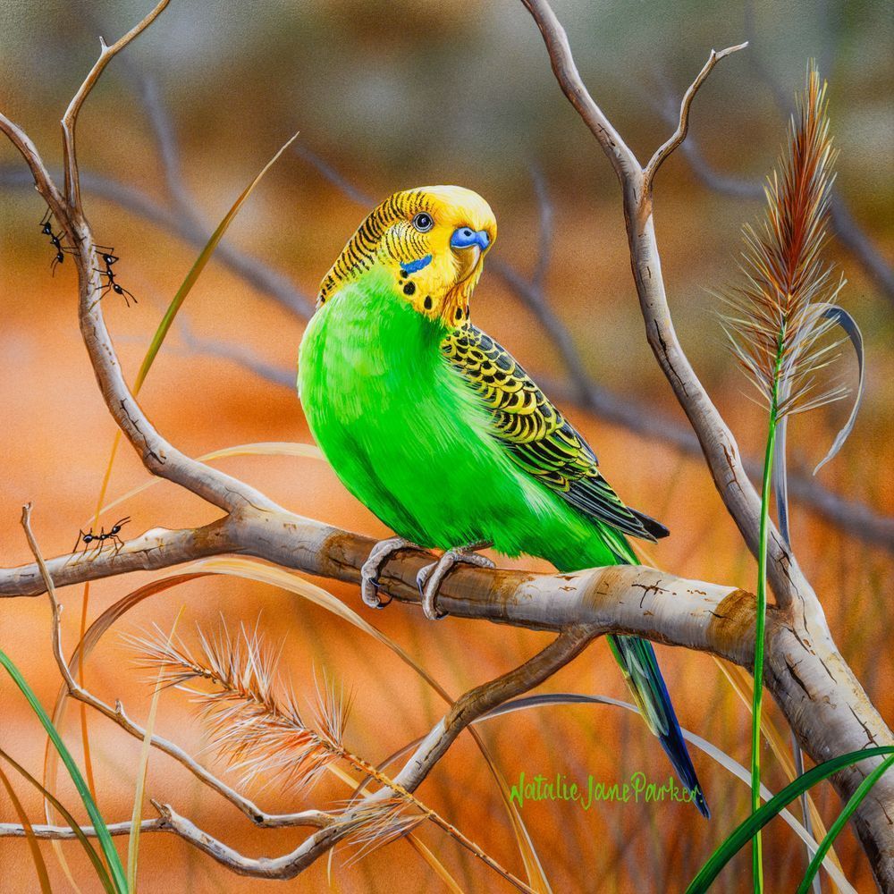 Budgerigar (Melopsittacus undulatus) Australian Wildlife Art by Natalie Jane Parker