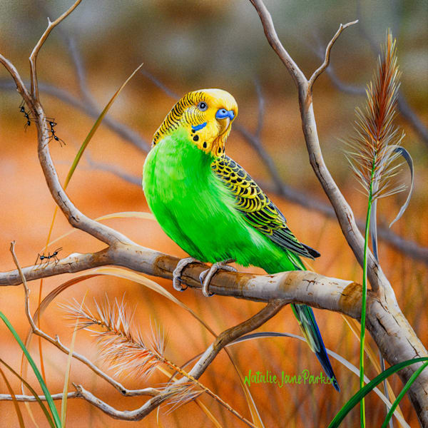 Budgerigar (Melopsittacus undulatus) Australian Wildlife Art by Natalie Jane Parker