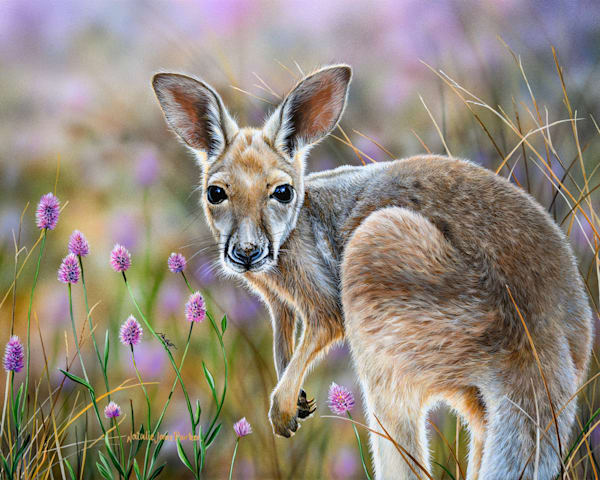 Red Kangaroo Joey Art Print | "Outback Dawn" by Natalie Jane Parker