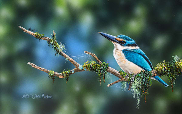 Sacred Kingfisher (Todiramphus sanctus) Australian Wildlife Art by Natalie Jane Parker