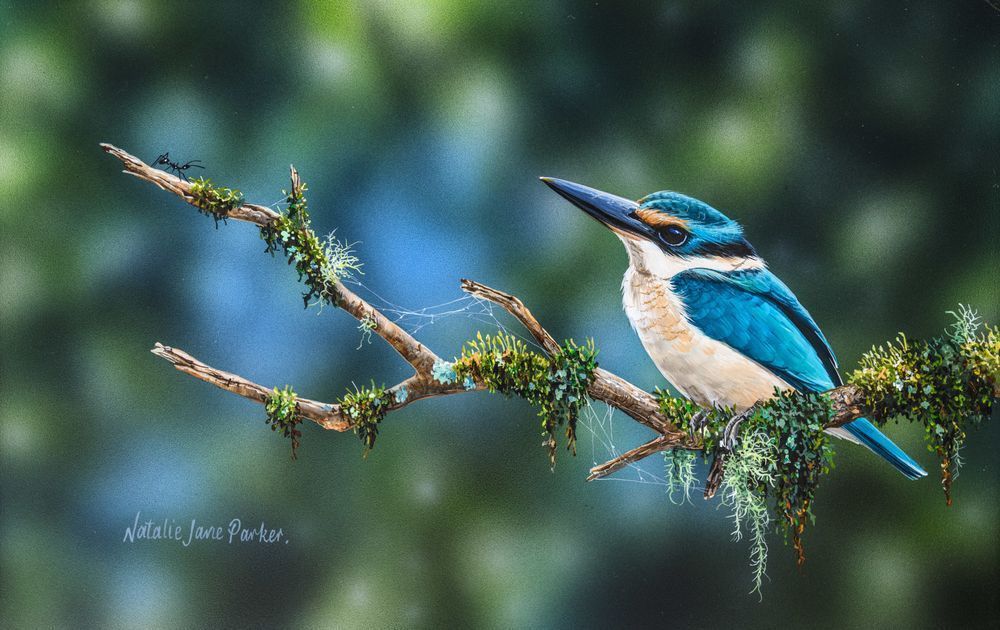 Sacred Kingfisher (Todiramphus sanctus) Australian Wildlife Art by Natalie Jane Parker