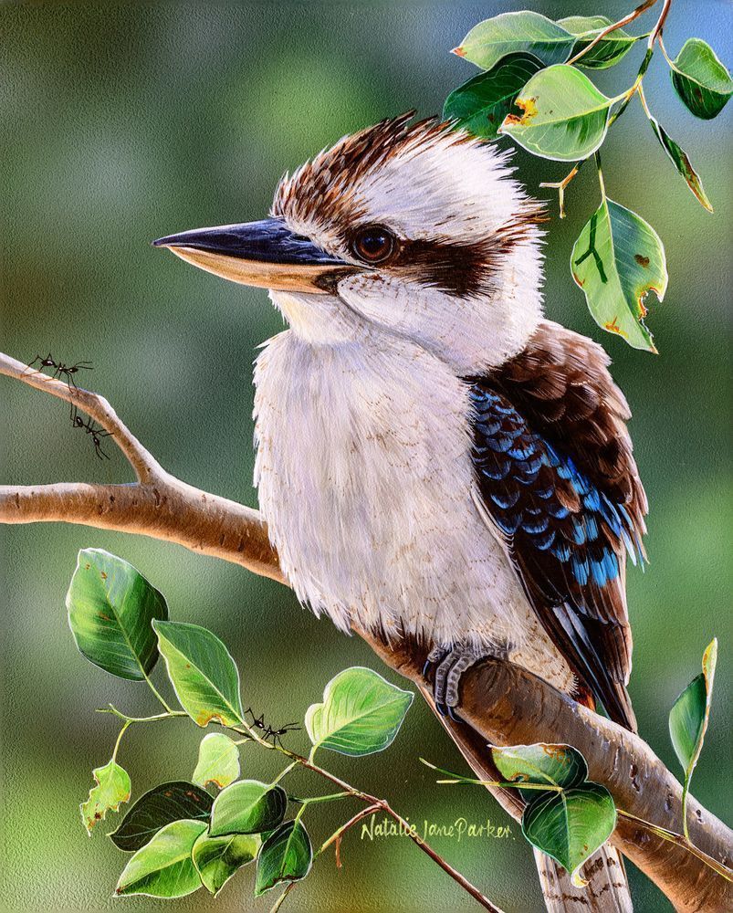 "Out on a Limb" - Laughing Kookaburra Art Print | Natalie Jane Parker