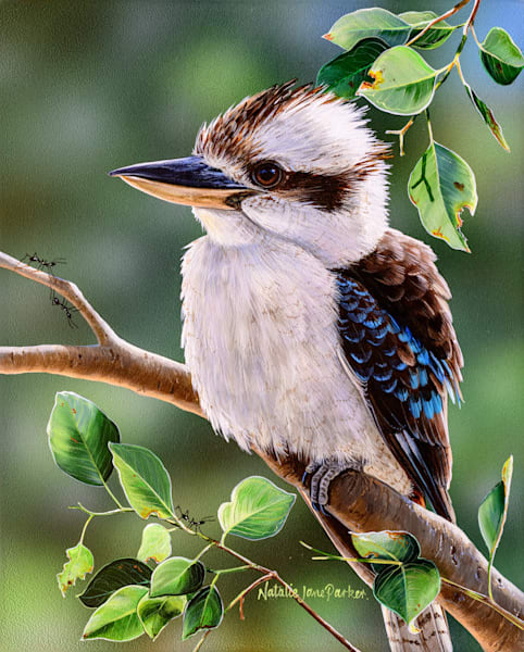 "Out on a Limb" - Laughing Kookaburra Art Print | Natalie Jane Parker