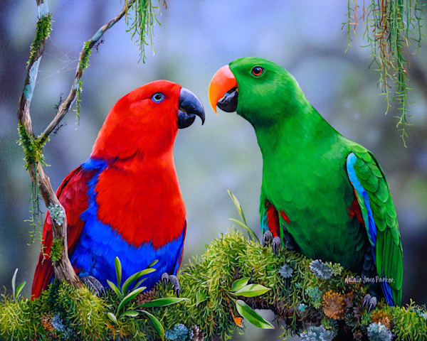 Opposites Attract   Eclectus Parrots Art | Natalie Parker Prints