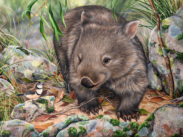 Bare-nosed Wombat (Vombatus ursinus) with a Double Barred Finch (Taeniopygia bichenovii) Australian Wildlife Art by Natalie Jane Parker