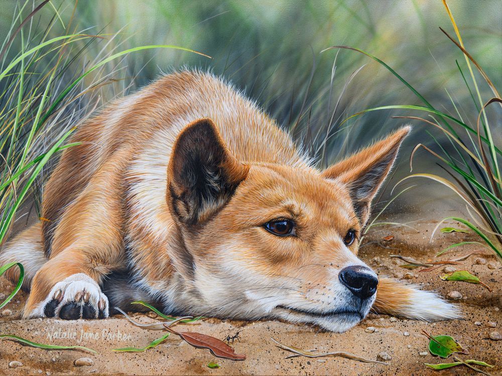 Dingo (Canis familiaris) Australian Wildlife Art by Natalie Jane Parker