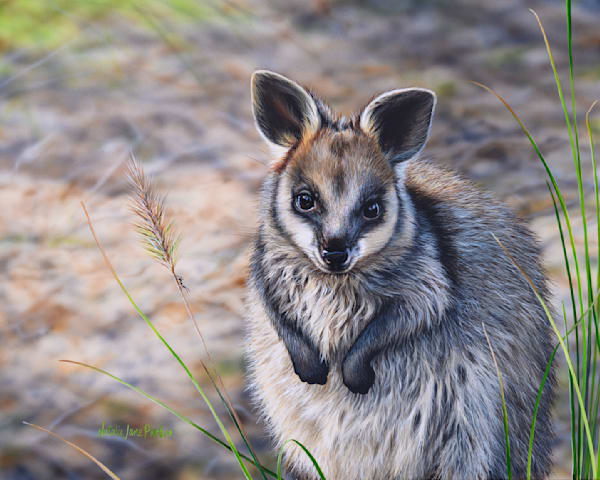 Swamp Wallaby (Wallabia bicolor) Australian Wildlife Art by Natalie Jane Parker