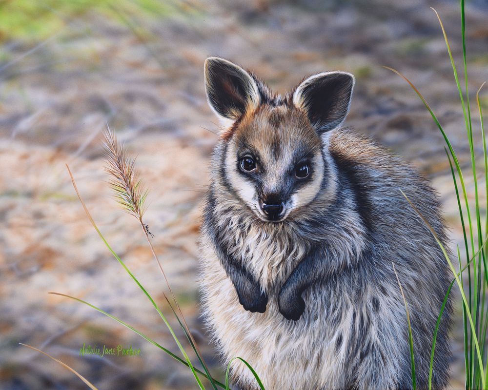 Swamp Wallaby (Wallabia bicolor) Australian Wildlife Art by Natalie Jane Parker