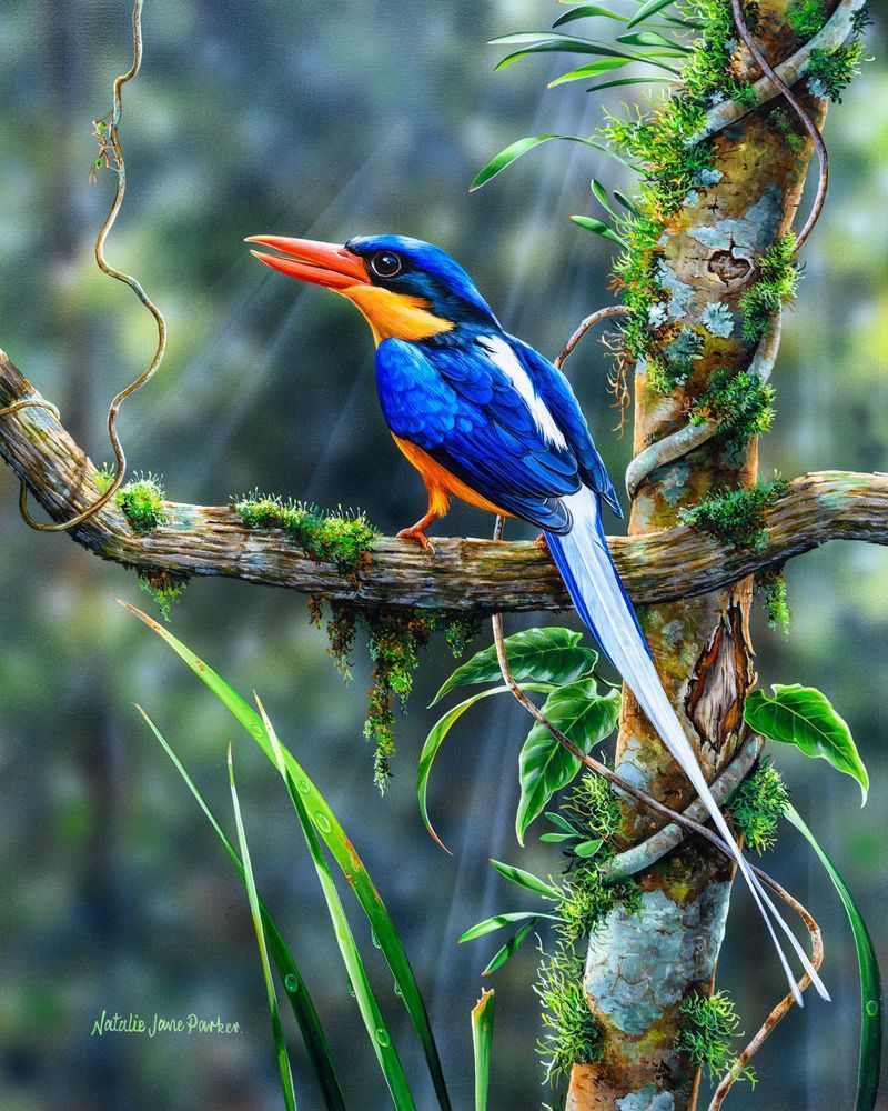 Buff-breasted Paradise-Kingfisher in Rainforest Habitat Art Print