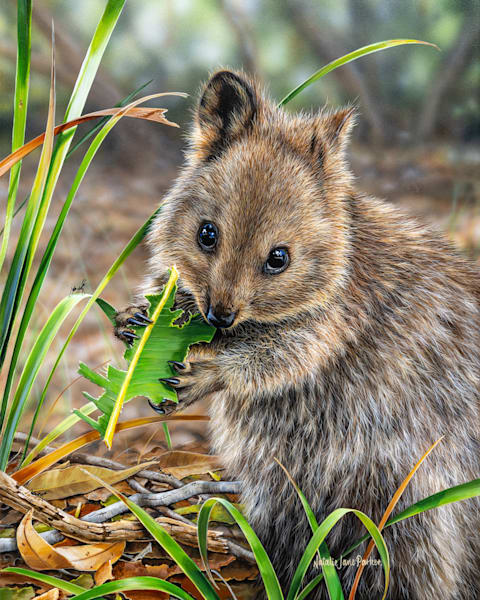 Quokka Art Print: Munching Away | Award-Winning Wildlife Art