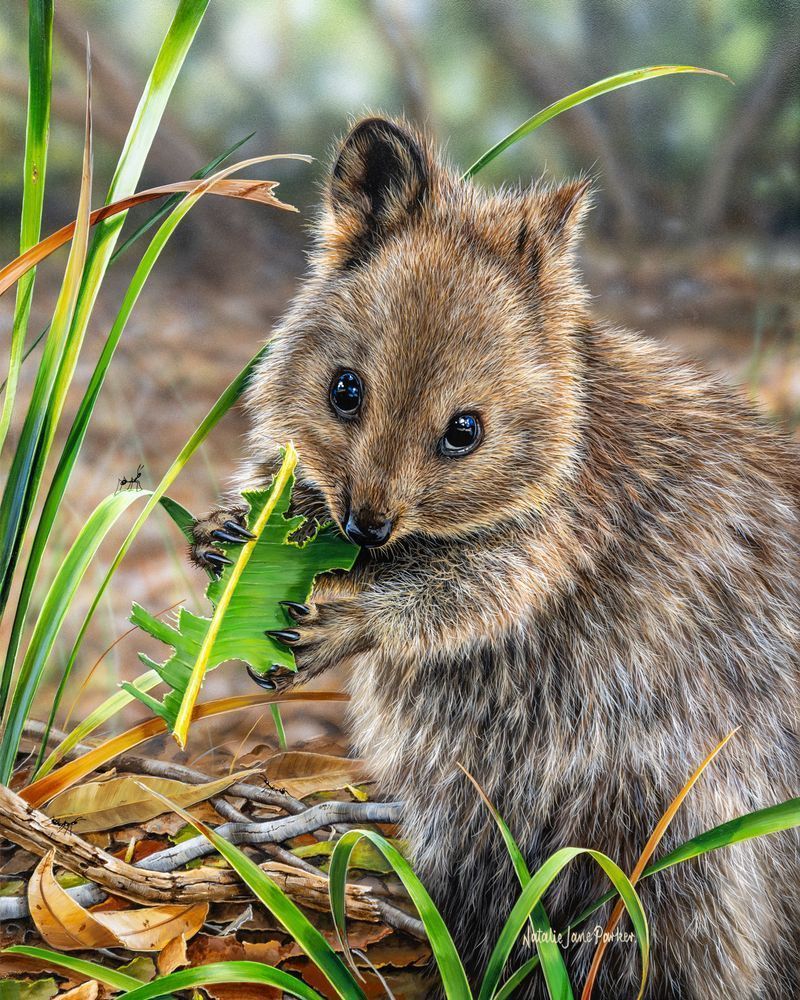 Quokka Art Print: Munching Away | Award-Winning Wildlife Art