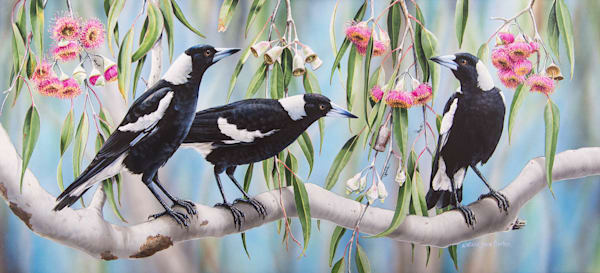 Magpies