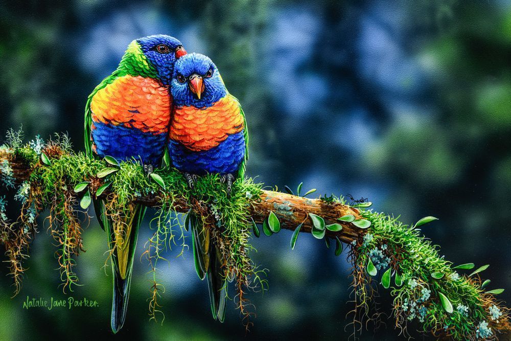 Rainbow Lorikeet (Trichoglossus moluccanus) Australian Wildlife Art by Natalie Jane Parker