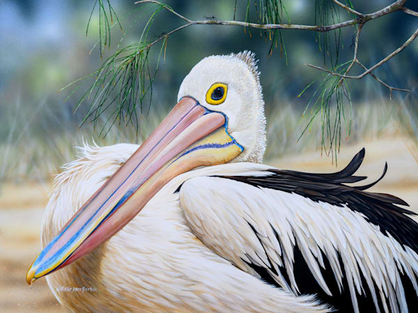 Australian Pelican Art Print | "Restful Afternoon" by Natalie Jane Parker