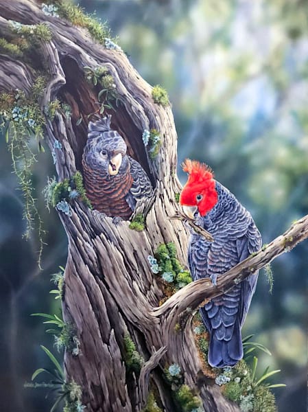 Gang Gang Cockatoos   Limited Edition Of 5   Pre Release | Natalie Parker Prints