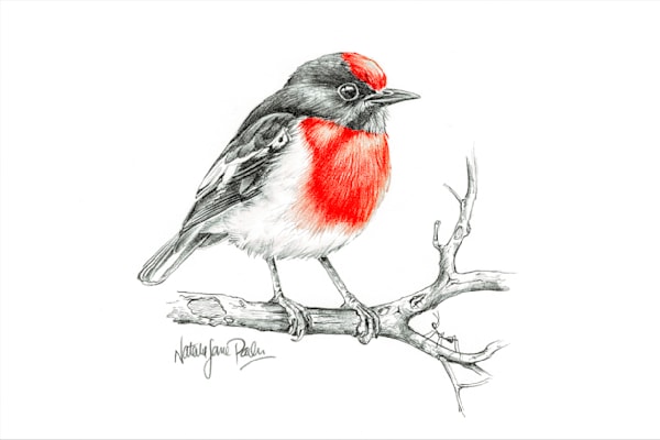 Red-capped Robin Art Print – Graphite Pencil Sketch | Natalie Jane Parker