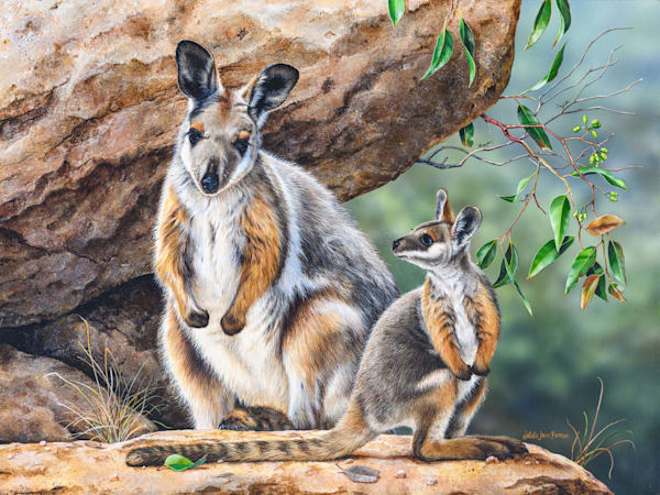 Yellow-footed Rock-wallaby (Petrogale xanthopus) with her joey Australian Wildlife Art by Natalie Jane Parker