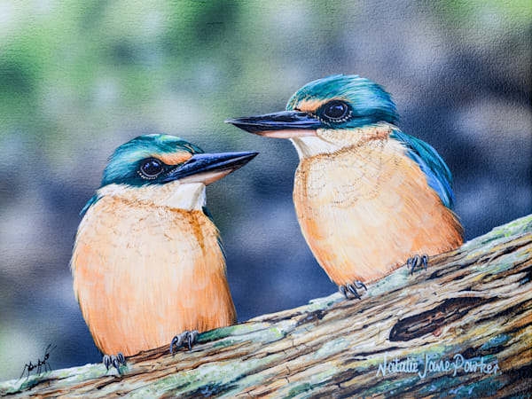 Two Juvenile Sacred Kingfishers (Todiramphus sanctus) Australian Wildlife Art by Natalie Jane Parker