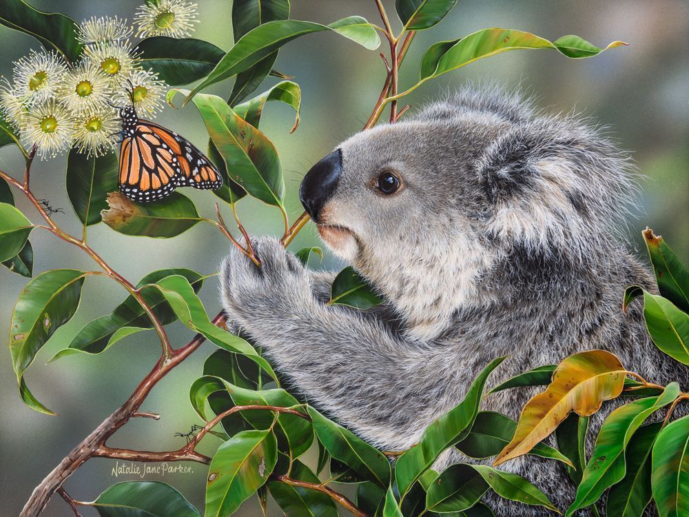 Koala (Phascolarctos cinereus) with a Wanderer Butterfly (Danaus plexippus) Australian Wildlife Art by Natalie Jane Parker