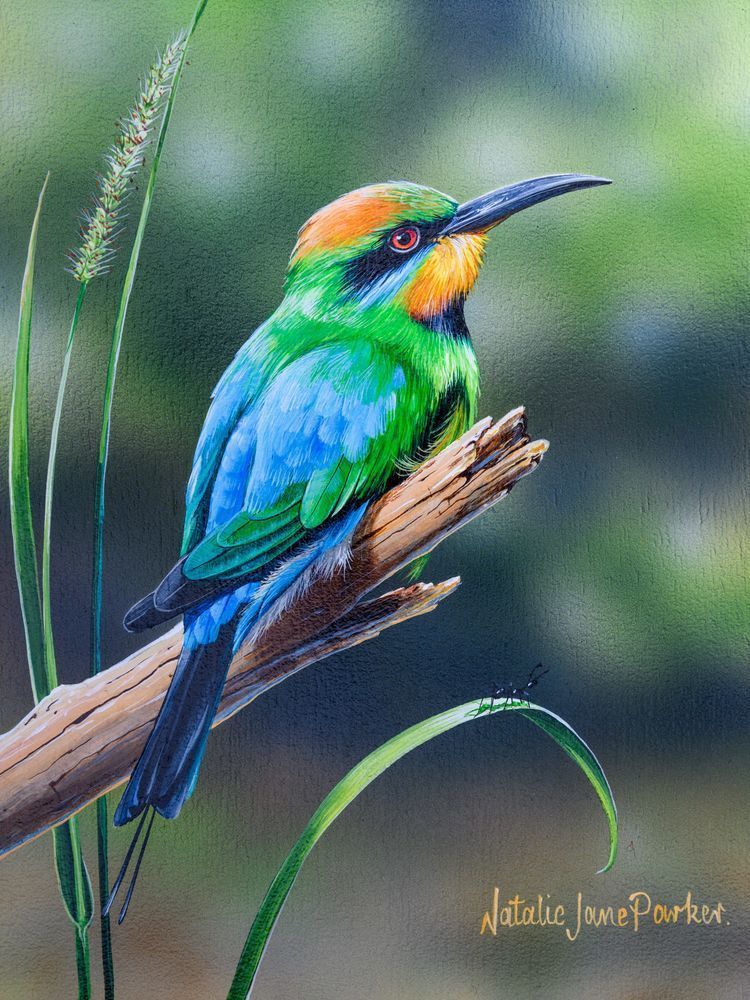 Rainbow Bee-eaters (Merops ornatus) Australian Wildlife Art by Natalie Jane Parker