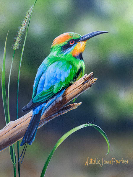 Rainbow Bee-eaters (Merops ornatus) Australian Wildlife Art by Natalie Jane Parker