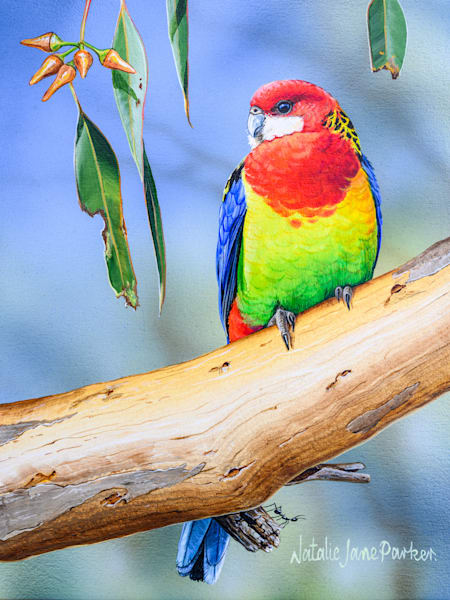 Eastern Rosella (Platycercus eximius) Australian Wildlife Art by Natalie Jane Parker