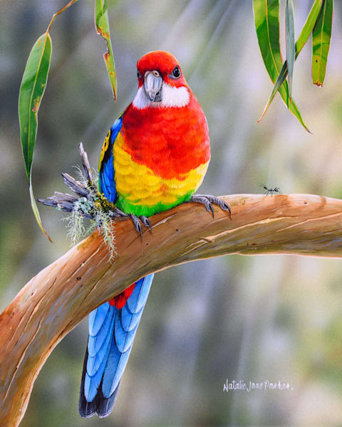 Eastern Rosella Art Print | "Spring Song" by Natalie Jane Parker