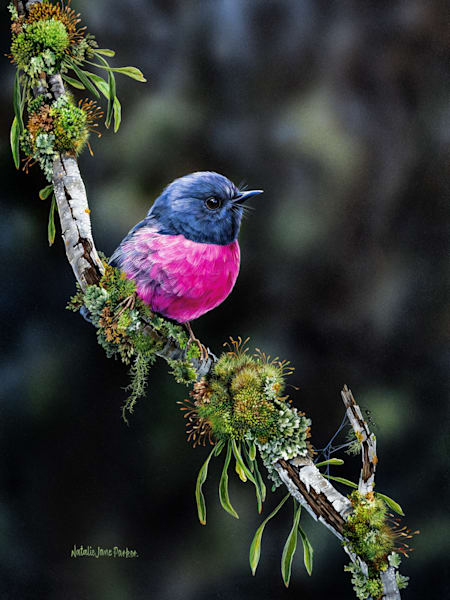 Southern Colour   Pink Robin Limited Pre Release | 5 Only Hand Signed And Numbered | Natalie Parker Prints