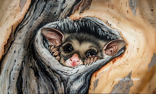 Common Brushtail Possums (Trichosurus vulpecula) Australian Wildlife Art by Natalie Jane Parker
