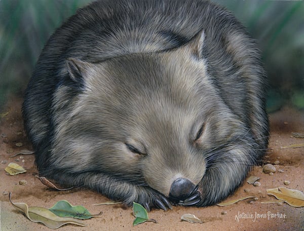 Sleeping Soundly - Peaceful Wombat Art Print | Serene Australian Wildlife Art