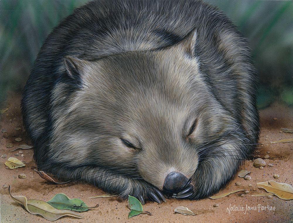 Sleeping Soundly - Peaceful Wombat Art Print | Serene Australian Wildlife Art
