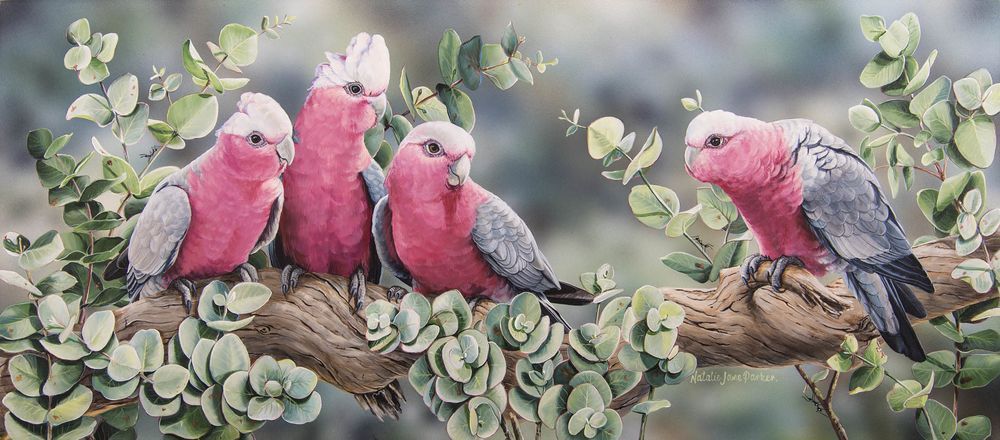 Silver Gum Galahs - Pink Cockatoos in Eucalyptus Art Print | Classic Australian Scene