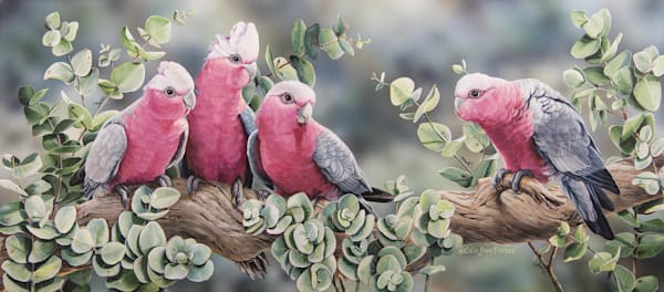 Silver Gum Galahs - Pink Cockatoos in Eucalyptus Art Print | Classic Australian Scene