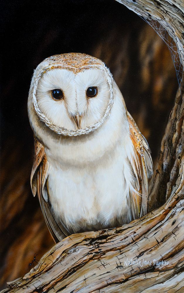 Barn Owl (Tyto alba) Australian Wildlife Art by Natalie Jane Parker